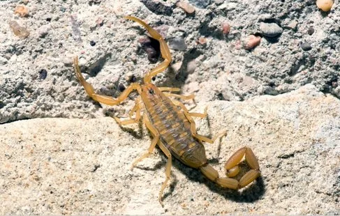Texas Hill country scorpion