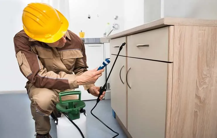 Texas Hill country scorpion