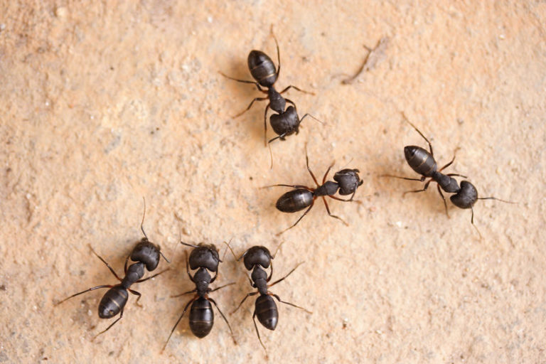 Swarming Carpenter Ants | Hitman Pest Control