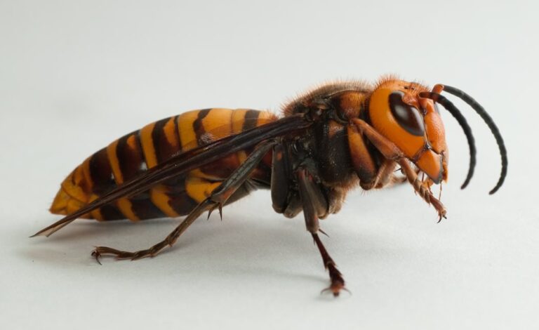 Should Texas Fear the Asian Giant Hornet?
