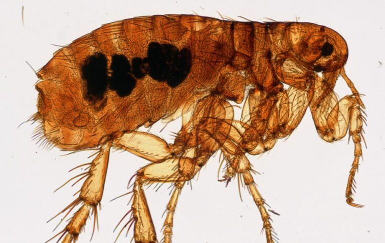 Avoiding Flea Problems