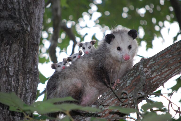 Possum Problems