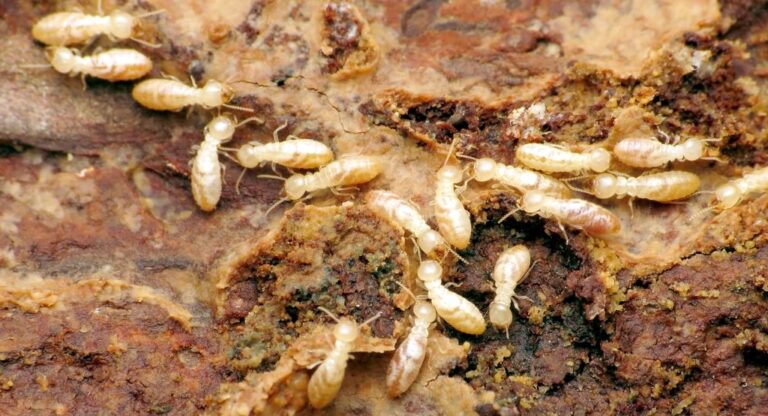 Texas Heat Means Increased Termite Activity