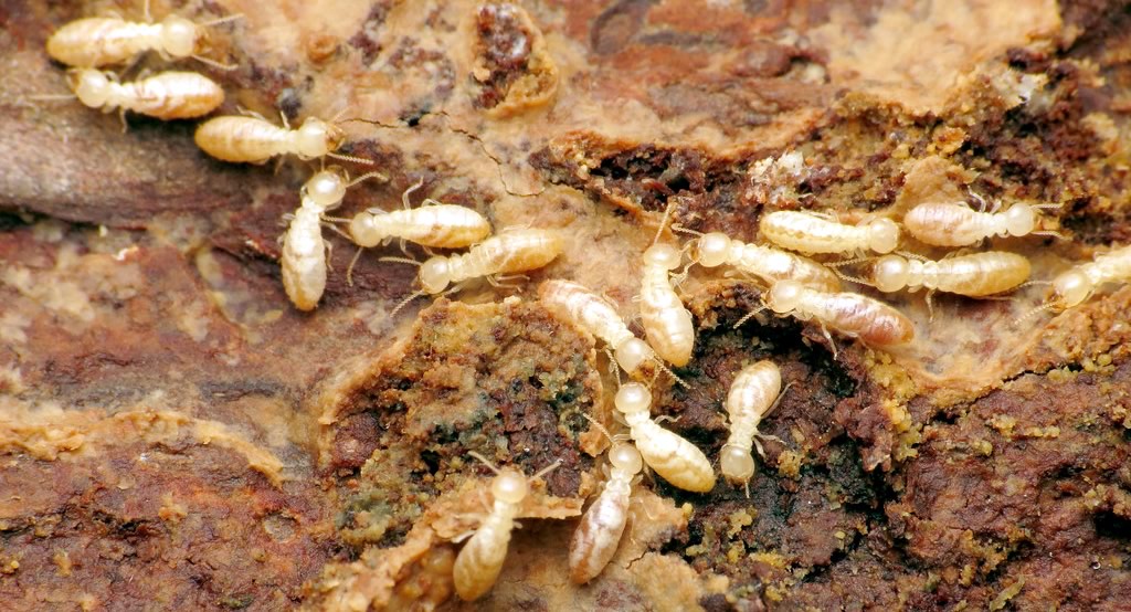 Texas Heat Means Increased Termite Activity | Hitman Pest Control