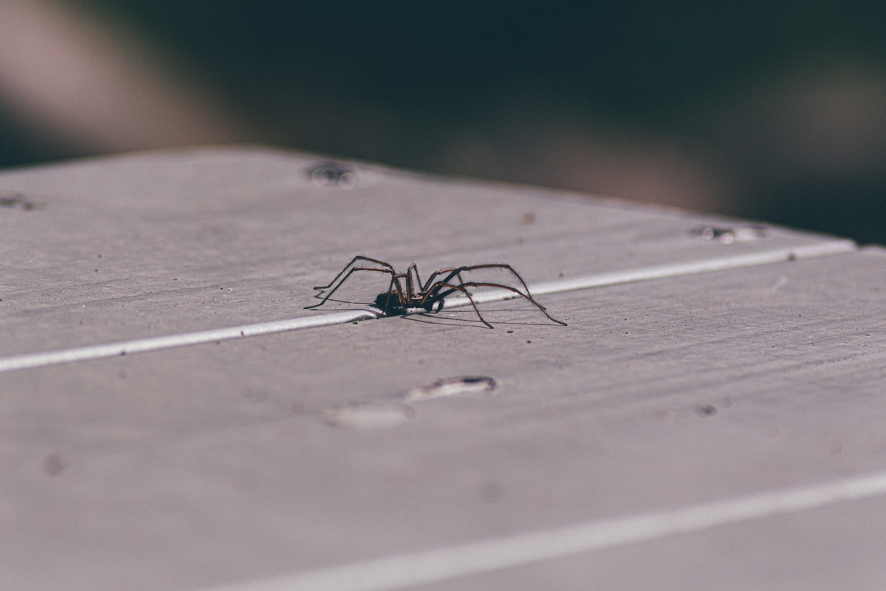 how-to-keep-spiders-out-of-your-home-hitman-pest-control