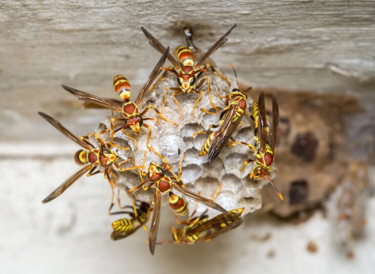 Subterranean Paper Wasps in the Texas Hill Country
