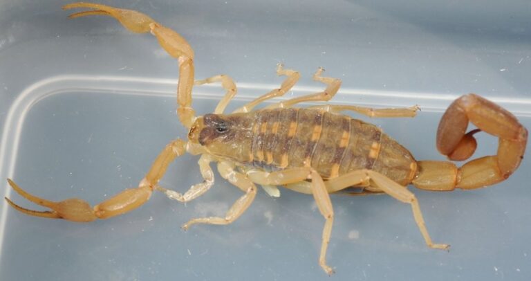 Scorpion Control in Texas Hill Country Homes
